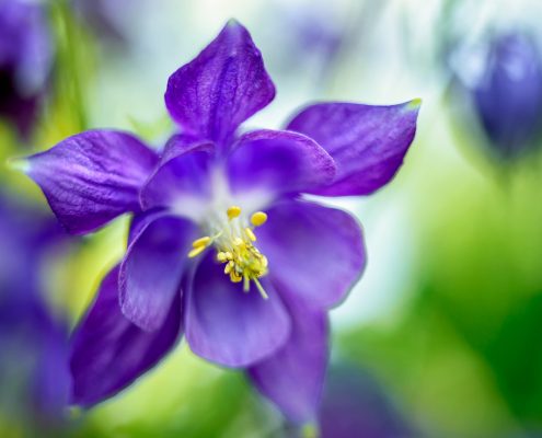 Purple Columbine