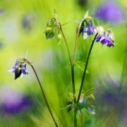 Purple Columbine