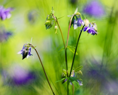 Purple Columbine