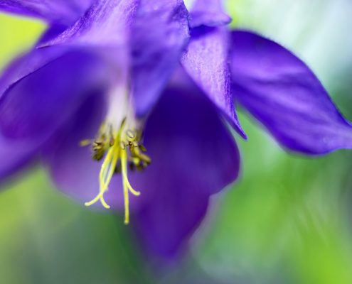 Purple Columbine Flower