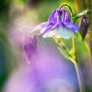 Purple Columbine and Jeweltones