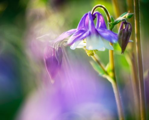 Purple Columbine and Jeweltones