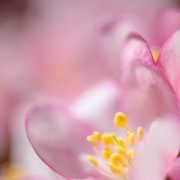 Crab Apple Blossom