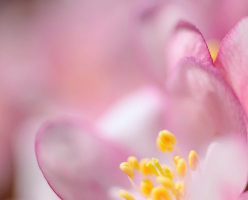 Crab Apple Blossom