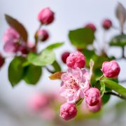 Pink Crab Apple Tree Blossoms