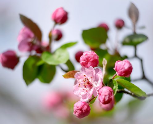 Pink Crab Apple Tree Blossoms