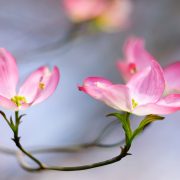 Pink Dogwood Blossoms