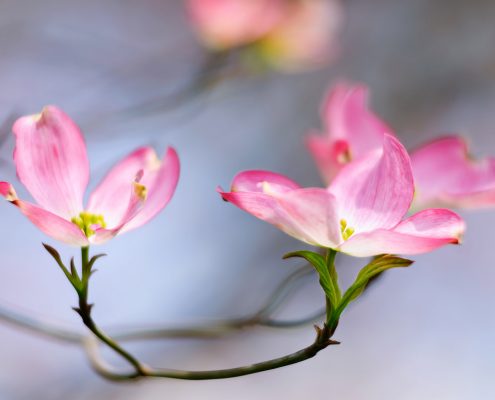 Pink Dogwood Blossoms