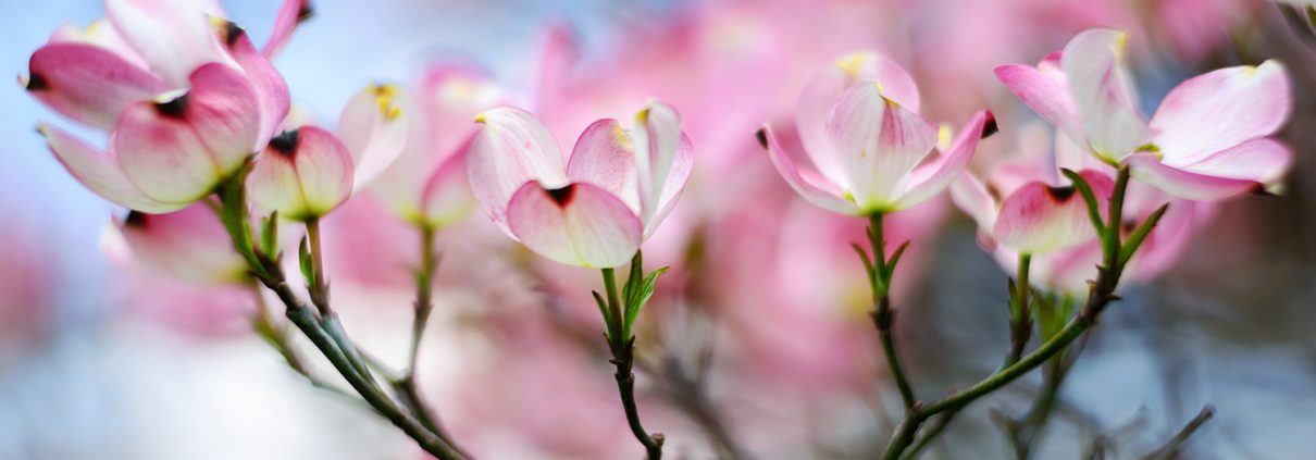 Pink Dogwood Blossoms