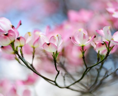 Pink Dogwood Blossoms