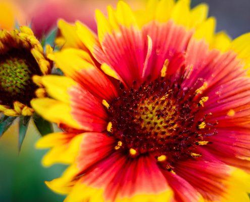 Gallardia Flower