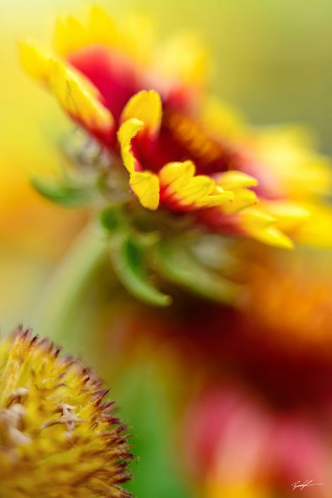 Gallardia Flower