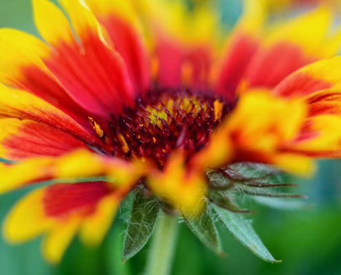 Gallardia Flower