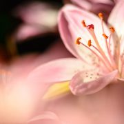 Mauve Lily