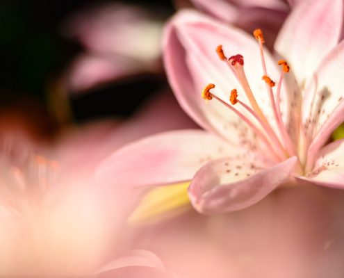 Mauve Lily