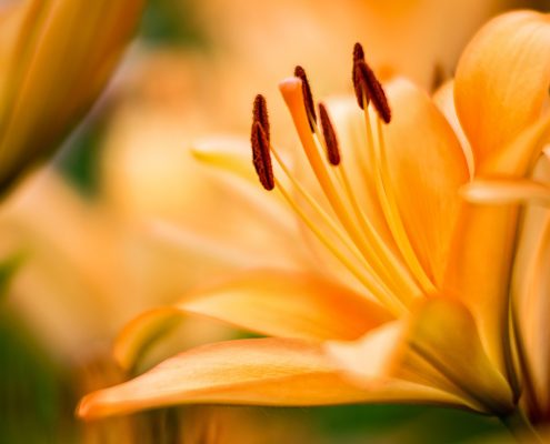 Orange Lily