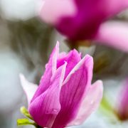 Magnolia Blossom and Raindrops