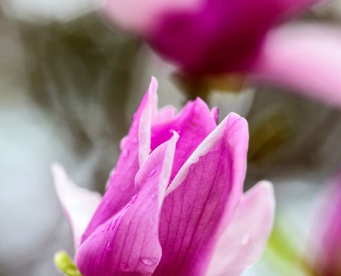 Magnolia Blossom and Raindrops