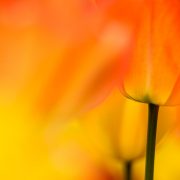 Orange Tulips