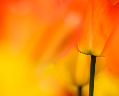 Orange Tulips