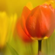 Orange and Yellow Tulips in Sunlight