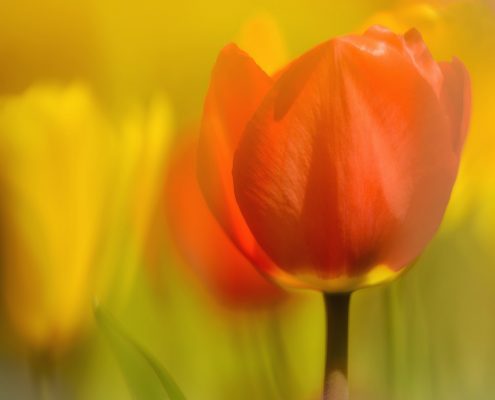 Orange and Yellow Tulips in Sunlight