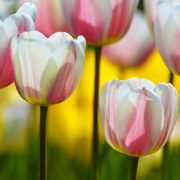 Tulips Pink White and Yellow