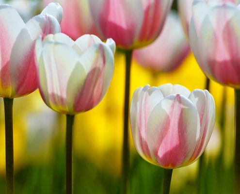 Tulips Pink White and Yellow