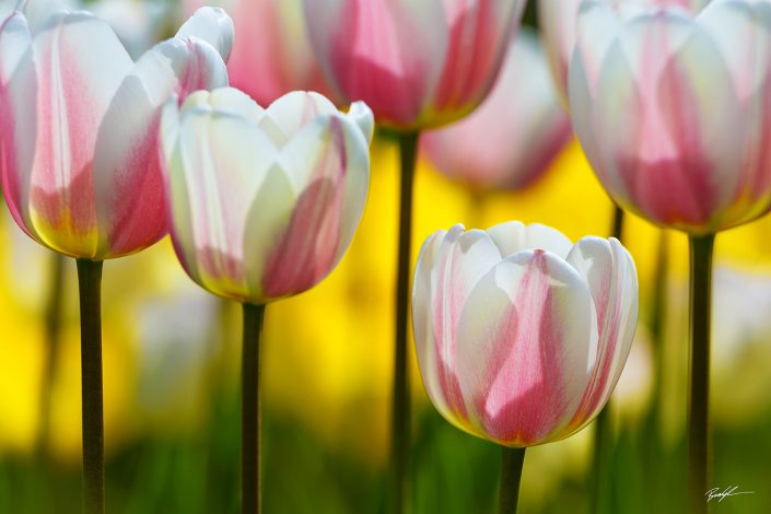 Tulips Pink White and Yellow