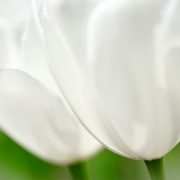 White Tulip Cluster