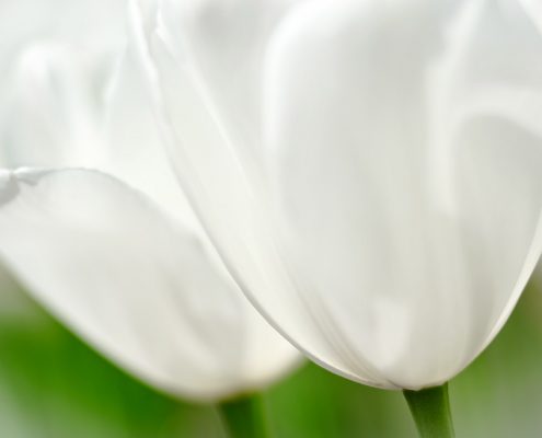 White Tulip Cluster