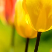 Orange and Yellow Tulips