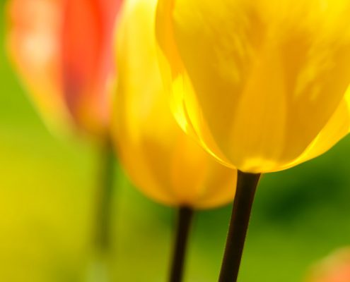 Orange and Yellow Tulips