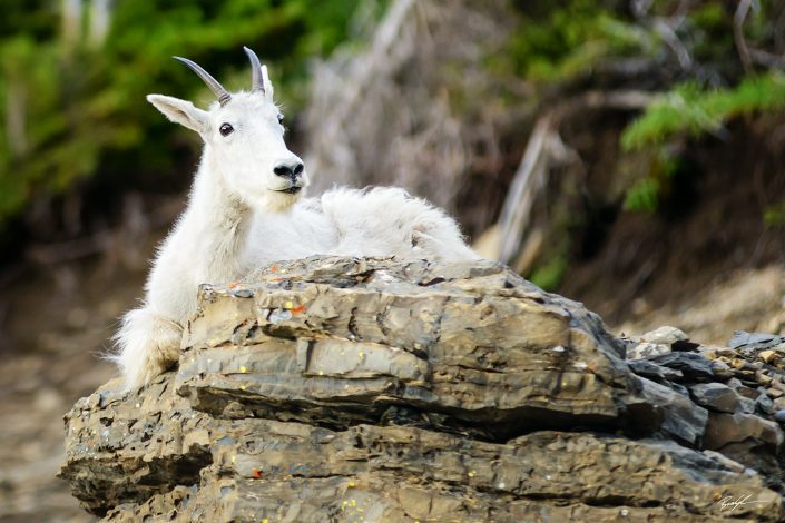 Mountain Goat Glacier National Park