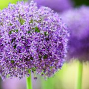 Allium Purple Wild Onion