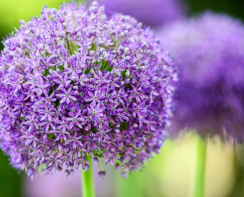 Allium Purple Wild Onion