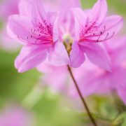 Pink Azalea Blossoms