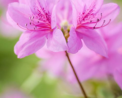 Pink Azalea Blossoms
