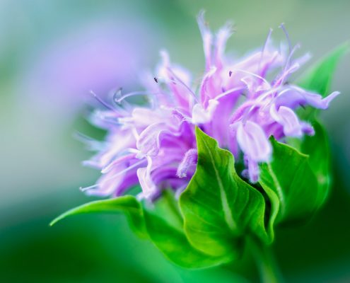 Pink Bee Balm