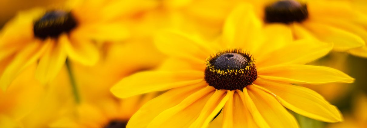 Black Eyed Susan Cluster