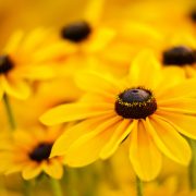 Black Eyed Susan Cluster