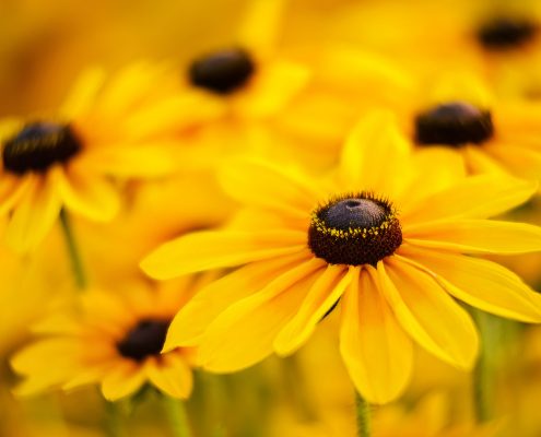 Black Eyed Susan Cluster