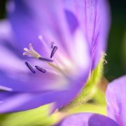 Blue Hardy Geranium and Sunlight