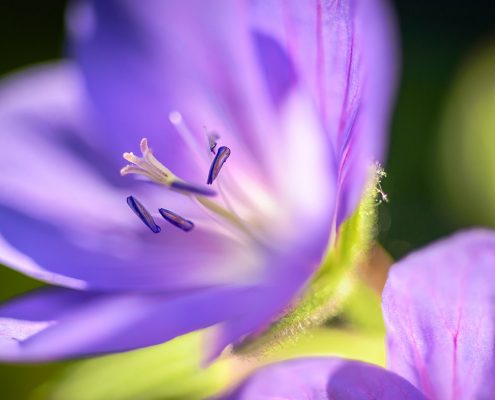 Blue Hardy Geranium and Sunlight