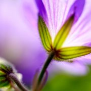 Blue Hardy Geranium