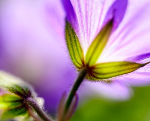 Blue Hardy Geranium