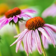 Pink Coneflower