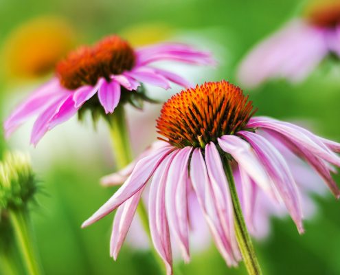 Pink Coneflower