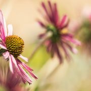 Tennessee Coneflower