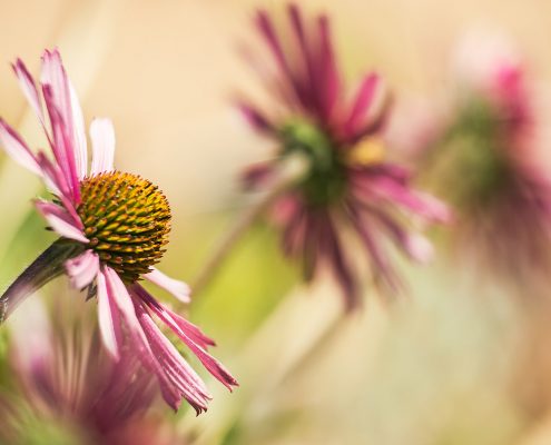 Tennessee Coneflower